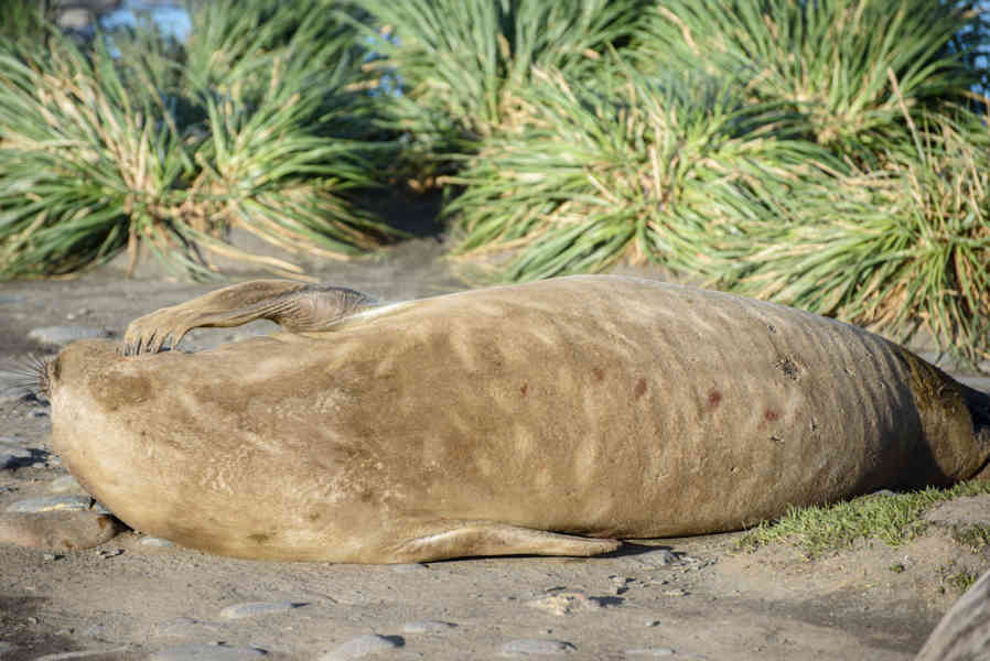 Elefante Marino - islas Georgias del Sur 13.jpg